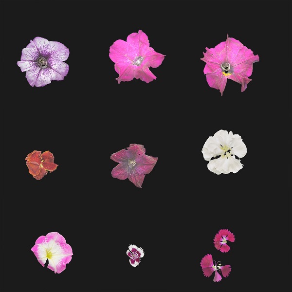 9种花朵