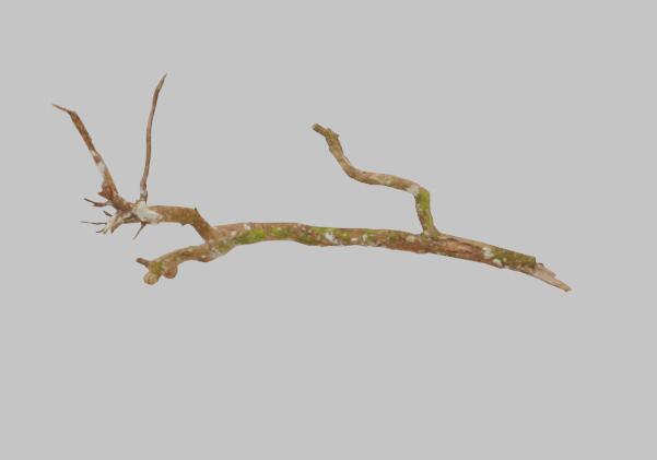 腐朽树枝