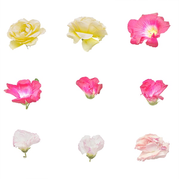 9种花卉