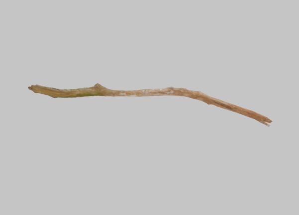 细长苔藓枯树枝