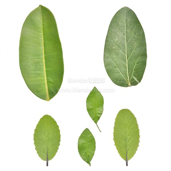 6种绿树叶