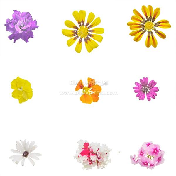 9种花朵花卉