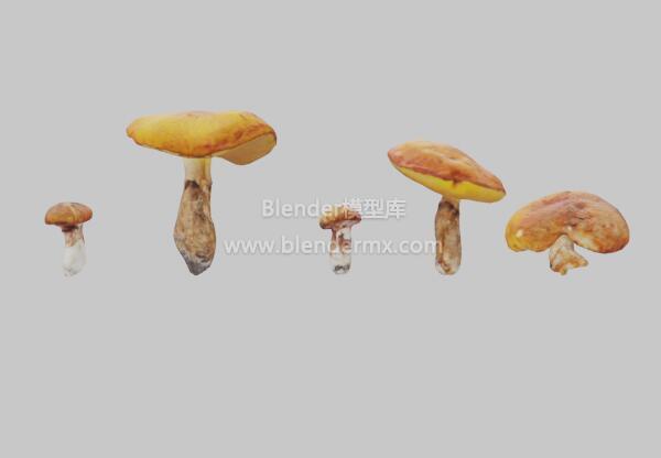 5棵牛肝菌蘑菇
