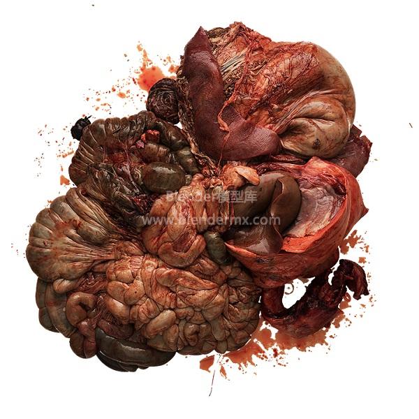 动物器官内脏