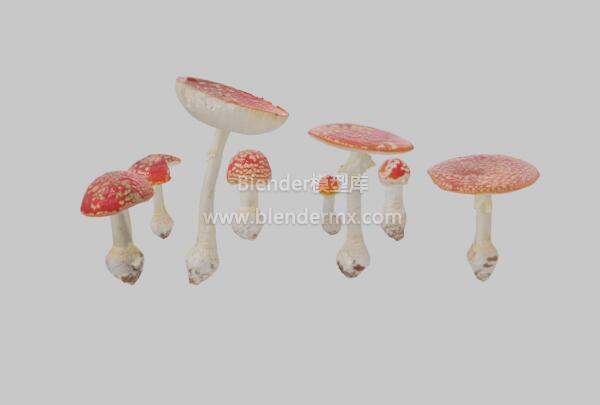 斑点红蘑菇
