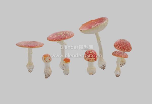 斑点红蘑菇