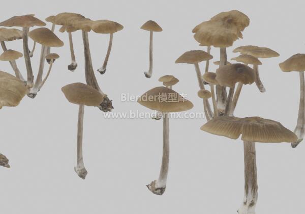 各种形态蘑菇