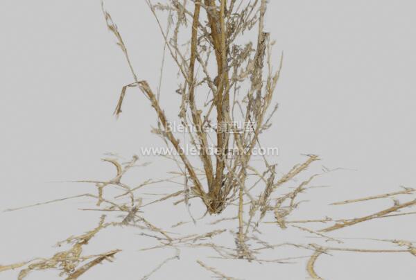 枯黄沙漠杂草
