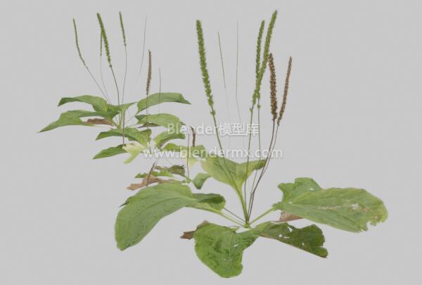 大车前草