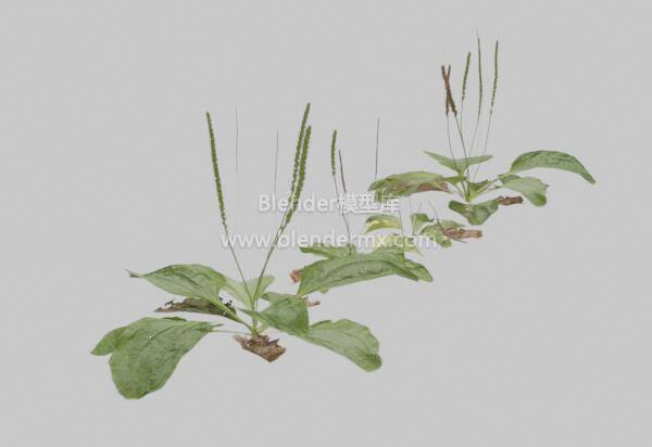 大车前草