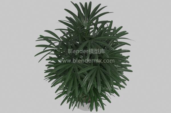 棕竹盆栽盆景绿植