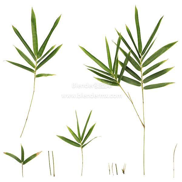 绿色竹子枝叶
