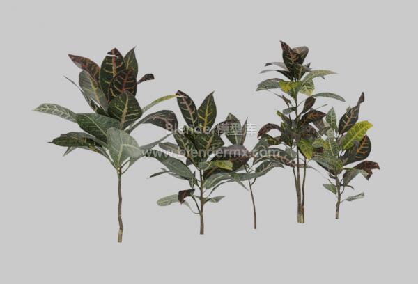 变叶木花草