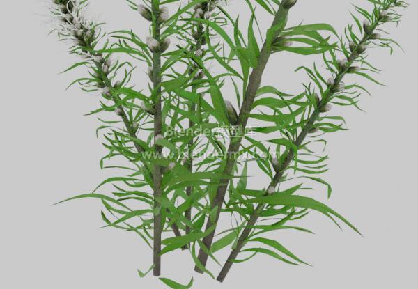 鹿舌草植物