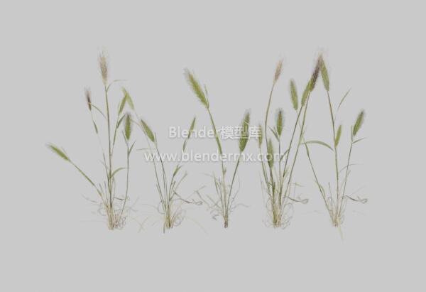 大麦农作植物