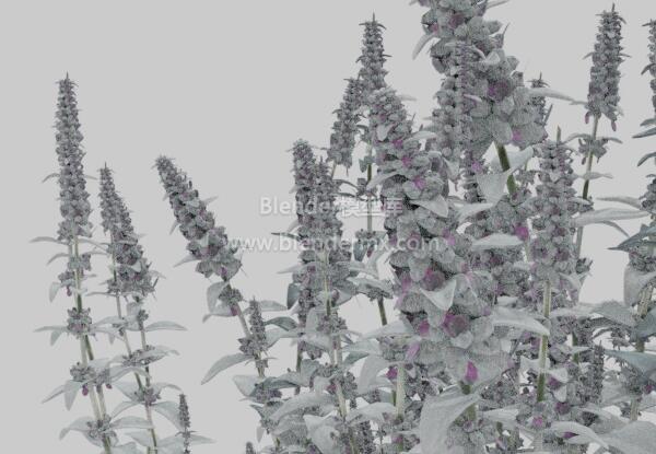 绵毛水苏花草植物