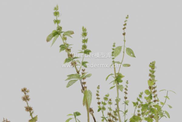 罗勒杂草植物