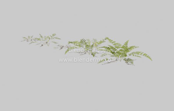 革叶蕨类植物