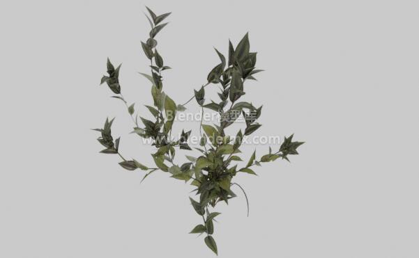 吊竹梅植物