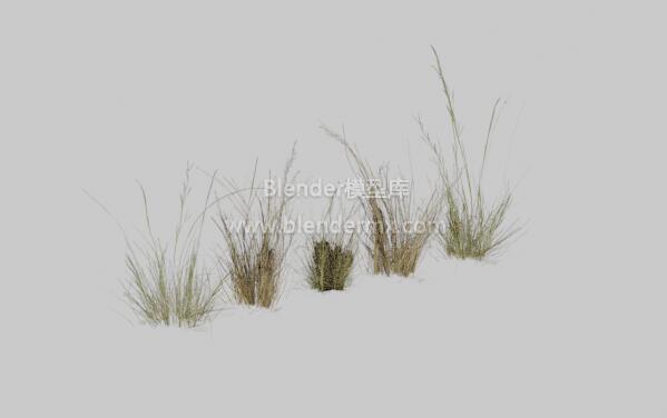 野茅草杂草