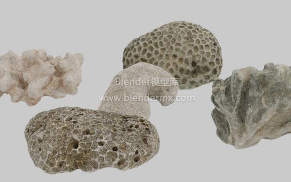 几块珊瑚石头
