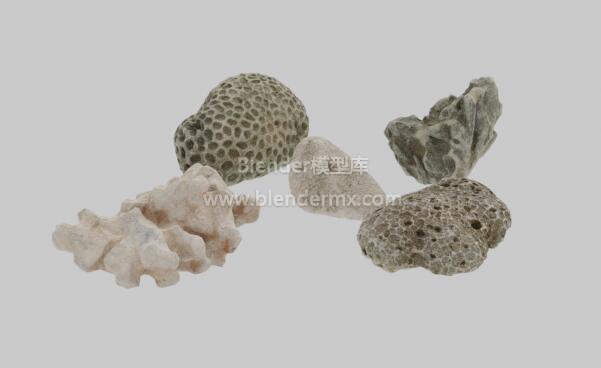 几块珊瑚石头