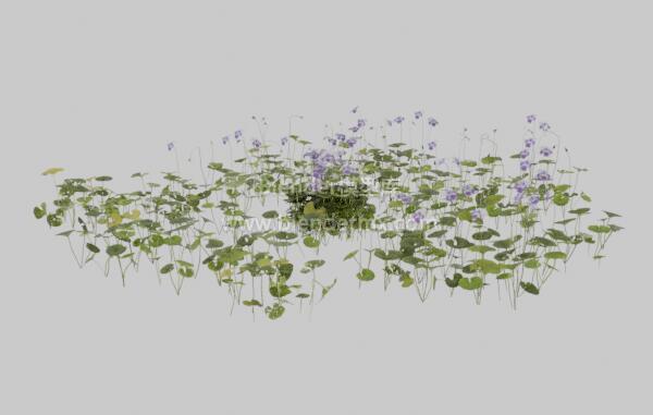 天然紫罗兰花草