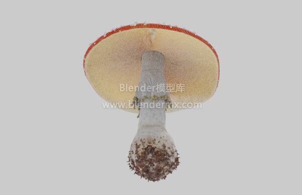 毒蝇鹅膏菌蘑菇