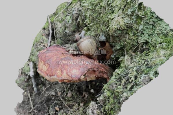 扫描森林蘑菇