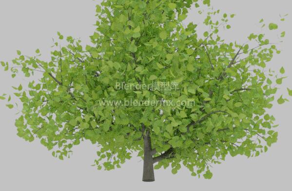 浅绿色小树灌木