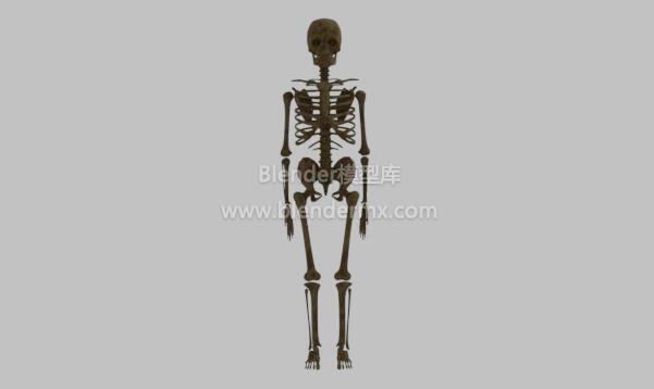 人体骨骼骨架骨头