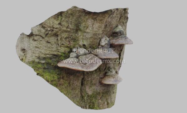树桩上的火绒菌蘑菇
