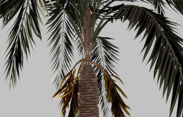 老棕榈树