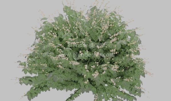 白雪果草丛杂草灌木丛