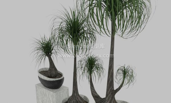 棕榈树绿植盆栽盆景